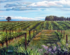 sanoma vinyards with purple flowers